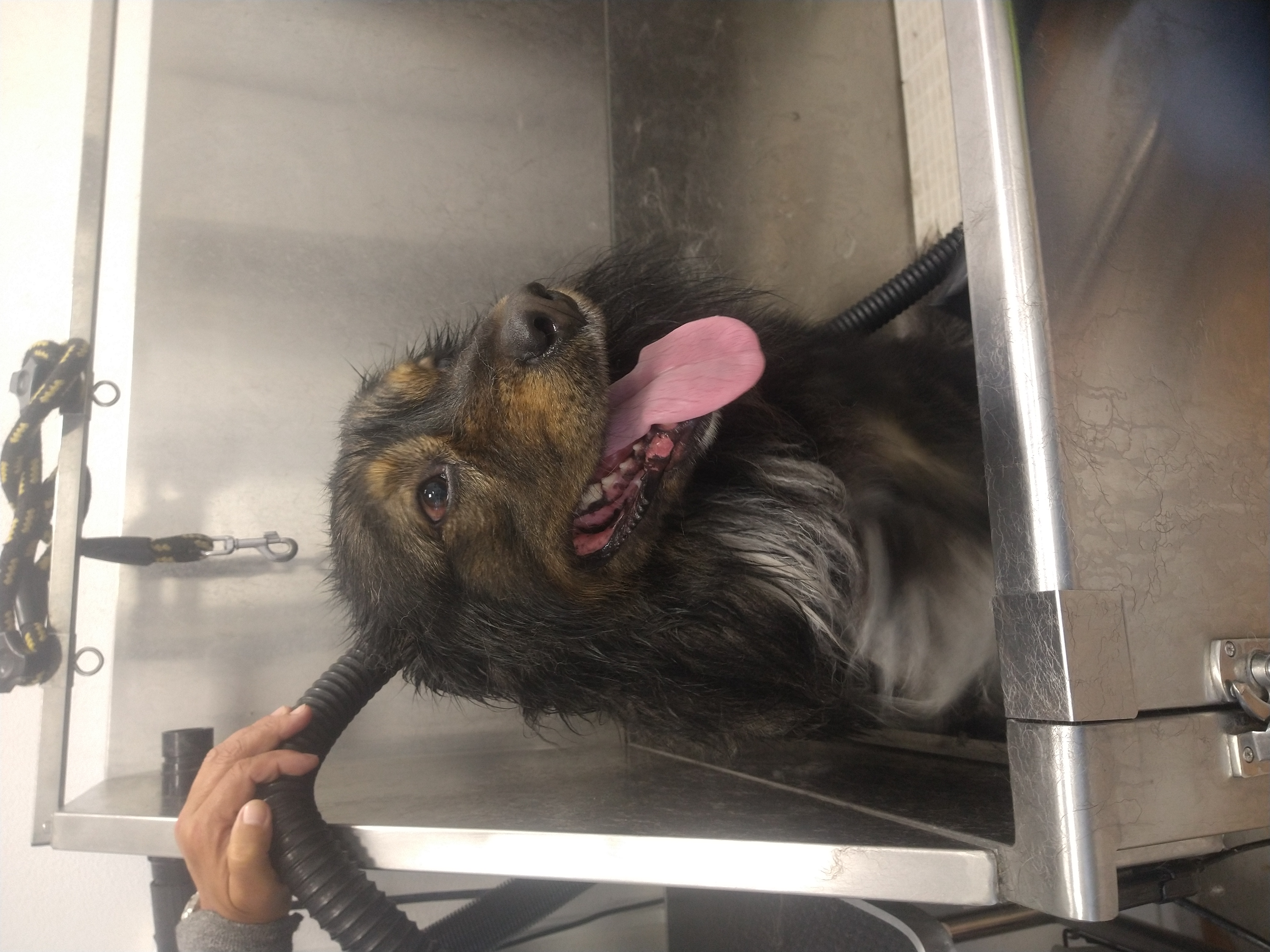 Pachet grooming câini 20-40 kg ArtPet