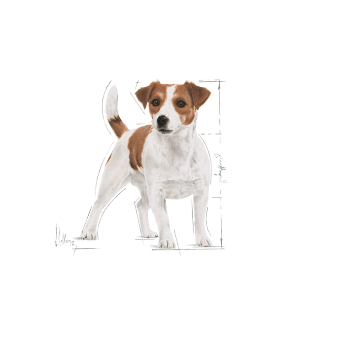 Hrana Caine Shn Mini Adult 2kg 142710 Royal Canin [3]