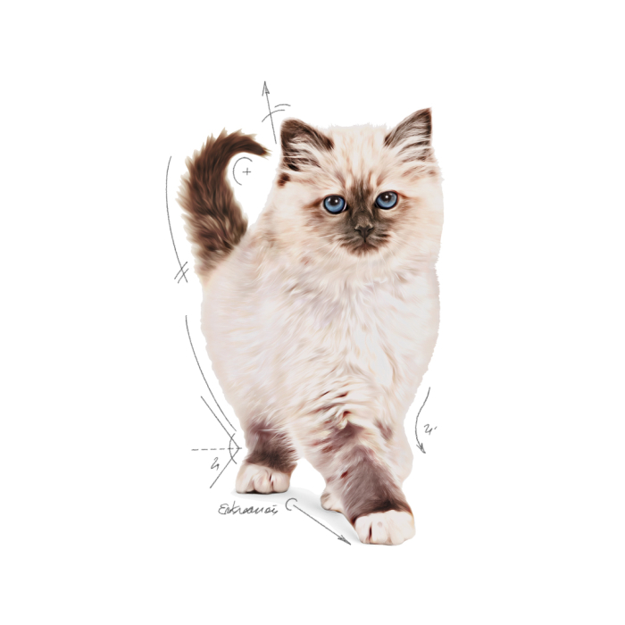 Hrana Uscata Pisici Royal Canin FHN Kitten 10 kg [3]