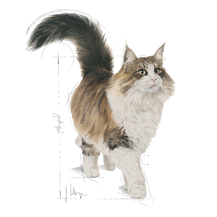 Instinctive In Gravy Pouch Plic 85G Afh25 Royal Canin [3]