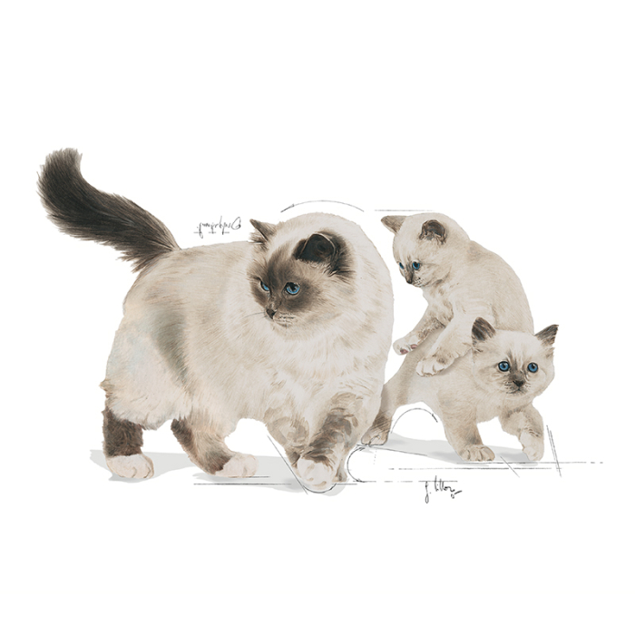 Mother & Babycat Can 195G Aa35R Royal Canin [2]
