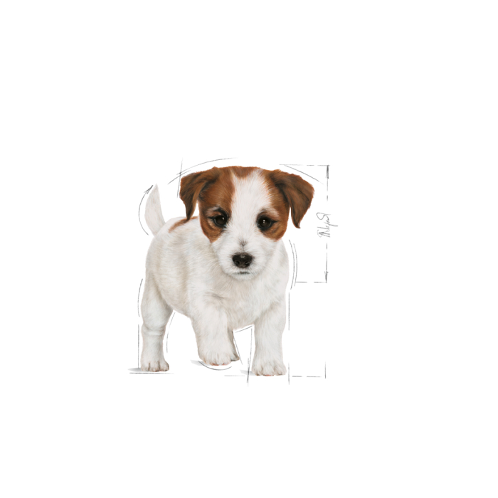 Royal Canin Mini Puppy Hrana Uscata Caini [3]