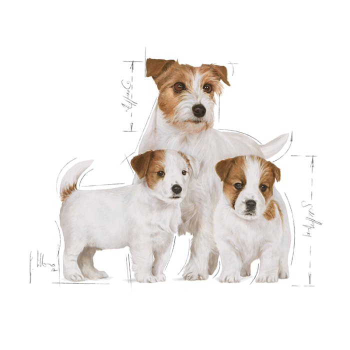 Royal Canin Mini Starter Mother & Babydog Hrana Uscata Caini [3]