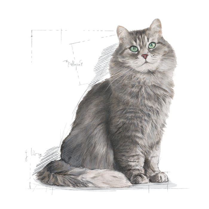 Royal Canin Sensible 33 Hrana Uscata Pisici 0.400gr [3]