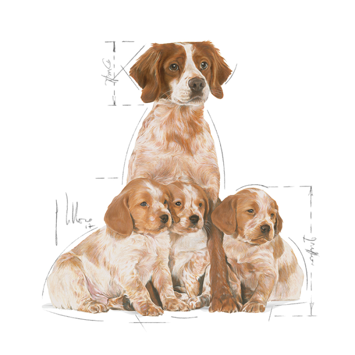 Shn Medium Starter Mother & Babydog 4Kg 252400 Royal Canin [3]