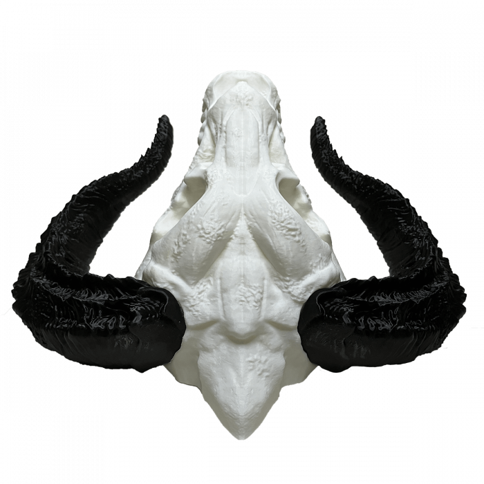 Cap de Dragon Decorativ - Trofeu Fantasy pentru Perete | Fabricat în România din PLA | Cadou pentru Iubitori de Fantezie și Mitologie sau pentru jucători D&D [4]