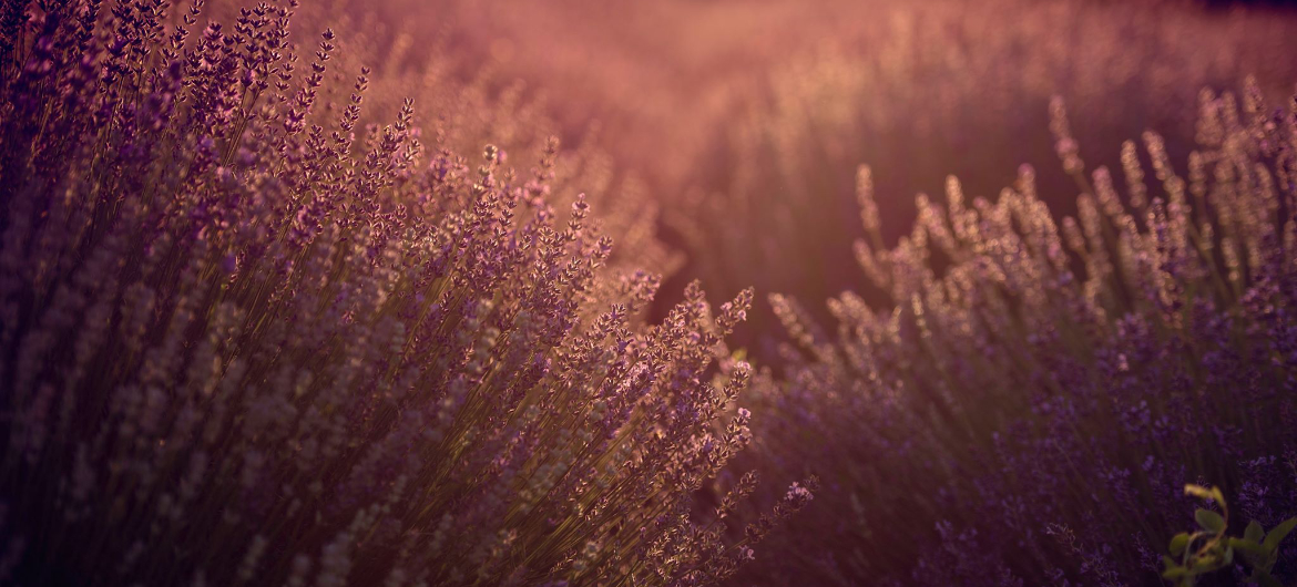 Banner5