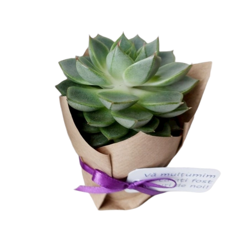 Flori in cutie - Marturii Plante Suculente