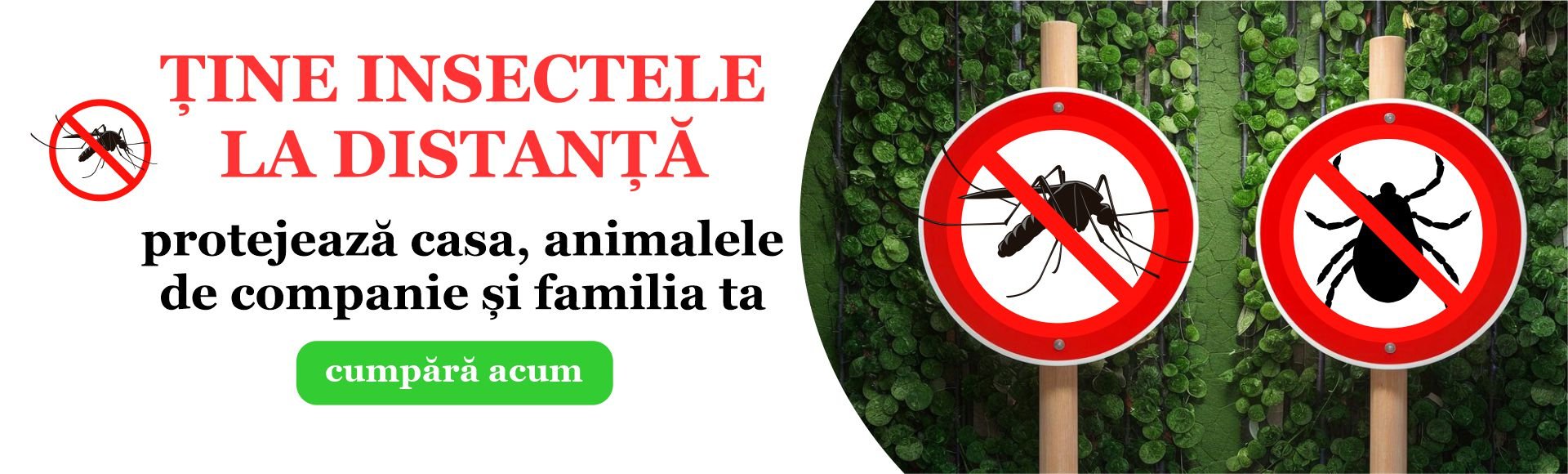 Insecte