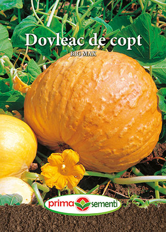 Semințe Dovleac de Copt Big Max, 5 g [1]
