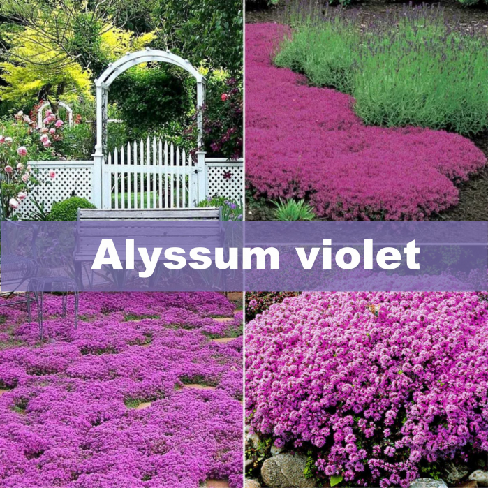 Semințe flori Alyssum violet, Albita, 2 g [1]