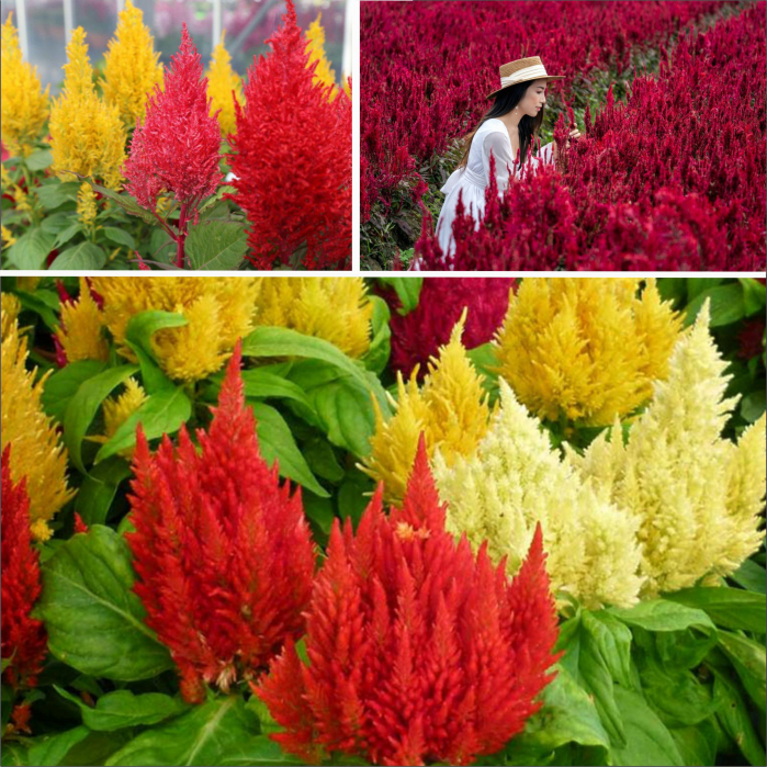 Semințe flori Creasta cocoșului plumosa, Celosia, 0.4 g [1]