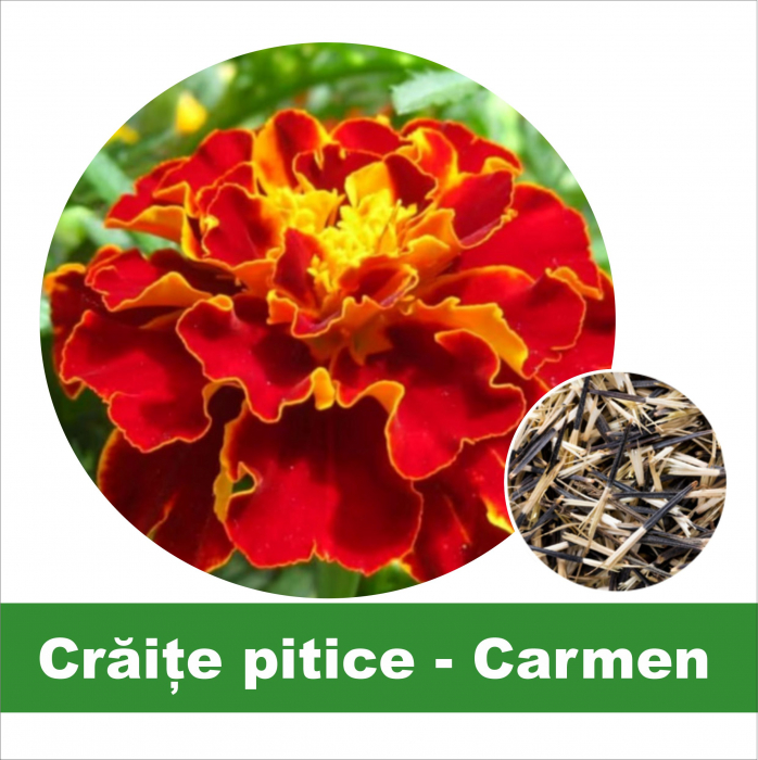 Semințe flori Crăițe pitice Carmen, 0.4 g [1]