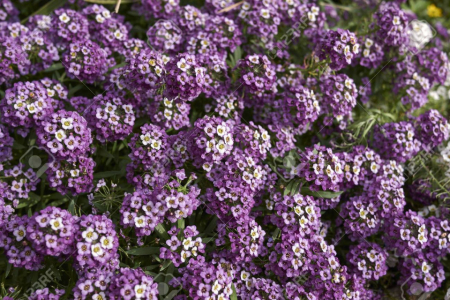 Semințe flori Alyssum violet, Albita, 2 g [1]