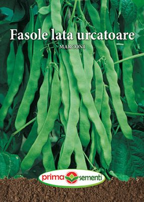 Semințe - Semințe Fasole Lată Urcătoare Marconi