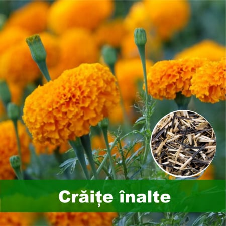Semințe flori - Semințe flori Crăițe înalte, 0.5 g