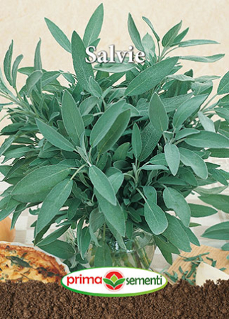 Semințe plante aromatice - Semințe Salvie, 1 g