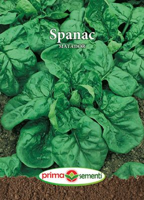 Semințe - Semințe Spanac Matador, 20 g