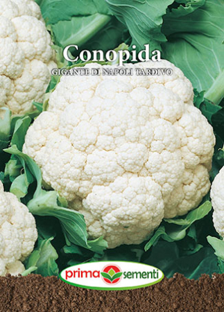 Semințe - Semințe Conopidă Gigante Di Napoli Tardivo, 1 g