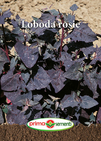 Semințe plante aromatice - Semințe Lobodă Roșie, 1 g