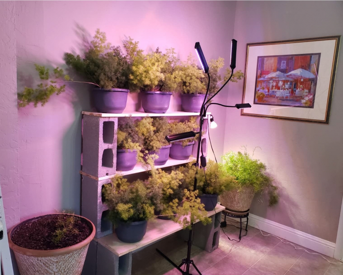 Lampa led cu 4 capete luminoase pentru cresterea plantelor AxaCube®, 35W, lumina rosie si albastra, 420 de LED-uri SMD 2835, control prin telecomanda, reglare intensitate luminoasa si inaltime stativ [13]