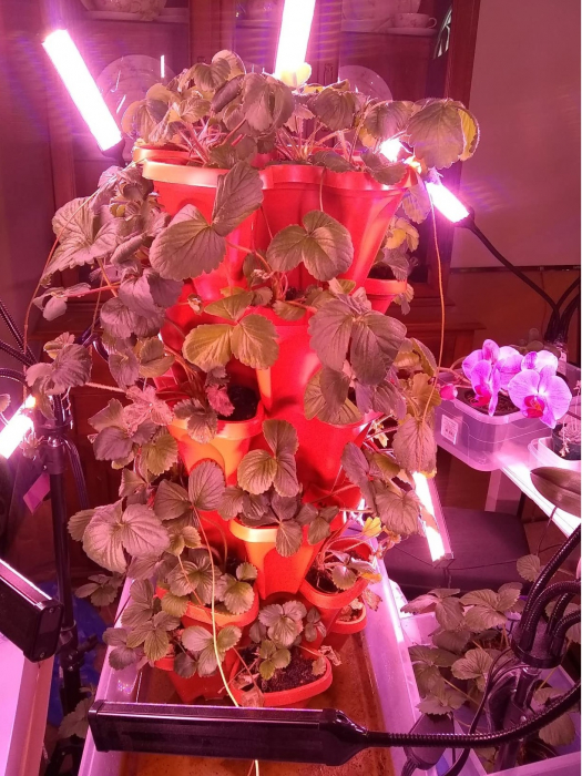 Lampa led cu 4 capete luminoase pentru cresterea plantelor AxaCube®, 35W, lumina rosie si albastra, 420 de LED-uri SMD 2835, control prin telecomanda, reglare intensitate luminoasa si inaltime stativ [12]