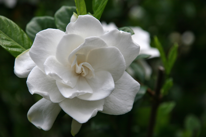Parfumant camera Single Gardenia Black [2]