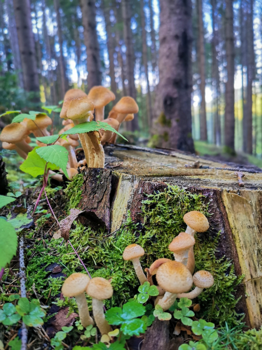 Zacusca de ghebe din pădurile seculare ale Bucovinei. Produs realizat după o rețetă tradițională bucovineană cu ingrediente 100% naturale! [3]