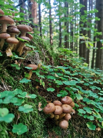 Salată de ghebe din pădure [1]