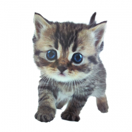 Sticker 3D perete, pisica, catel [4]
