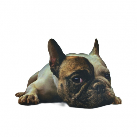 Sticker 3D perete, pisica, catel [3]