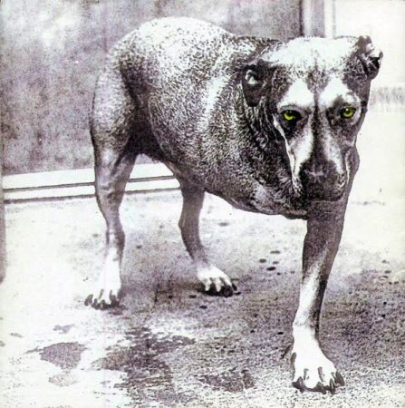 Cd-uri - Alice In Chains - Alice In Chains