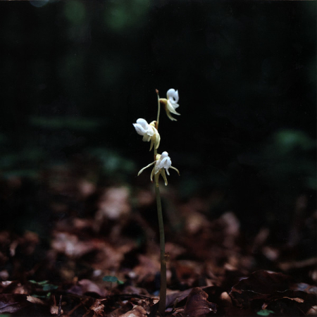 Discuri vinil - Sillyconductor – Orchis (Disc Vinil)