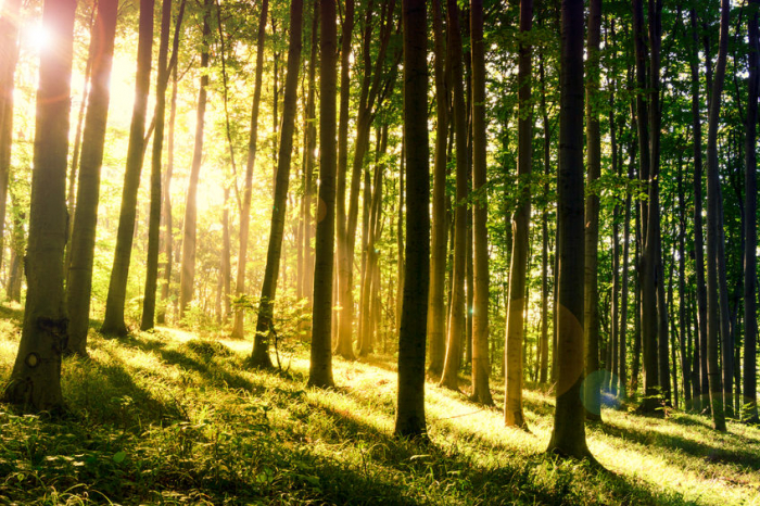 Sunset Forest [2]