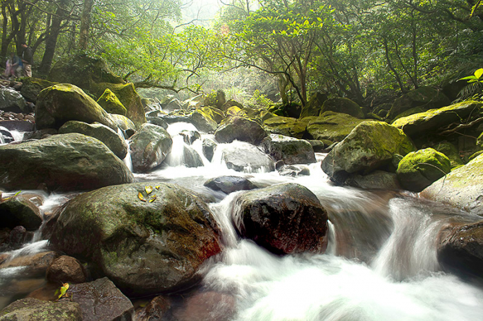 Fast Stream in the Forest [2]