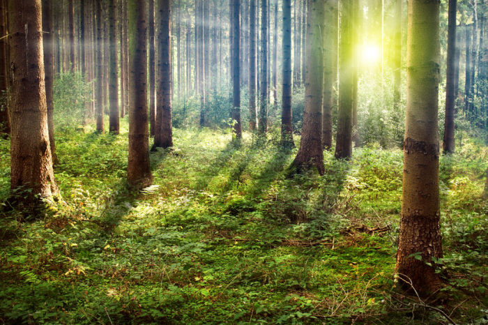 Sunny Summer Forest [2]