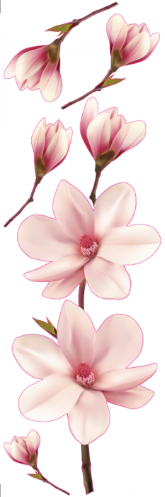 Sticker Decorativ - Magnolie [3]