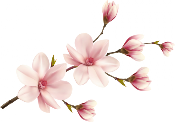 Sticker Decorativ - Magnolie [2]