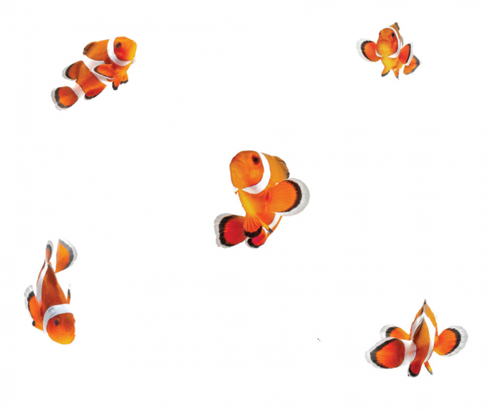 Sticker decorativ - Clownfish [2]