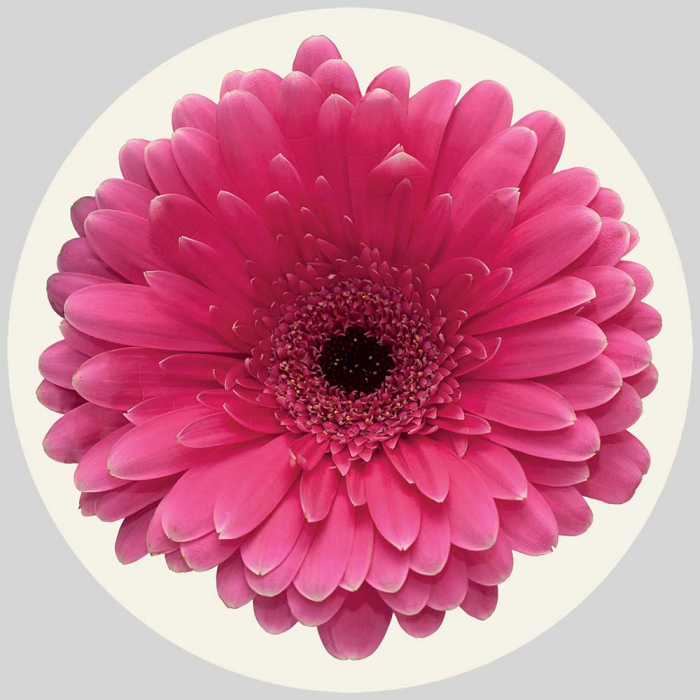 Sticker pentru faianta Gerbera - 4 buc [2]