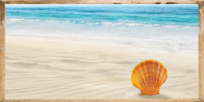 Beautiful Shell [2]