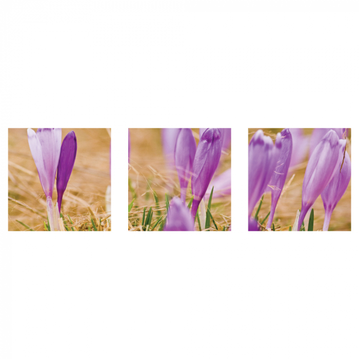 Tablou canvas 3 piese - Branduse [2]