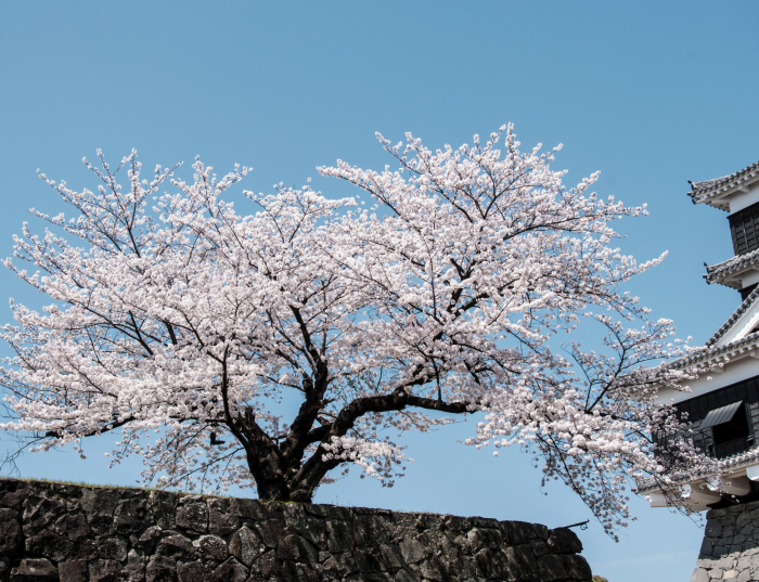 Tablou canvas : Cires japonez [4]