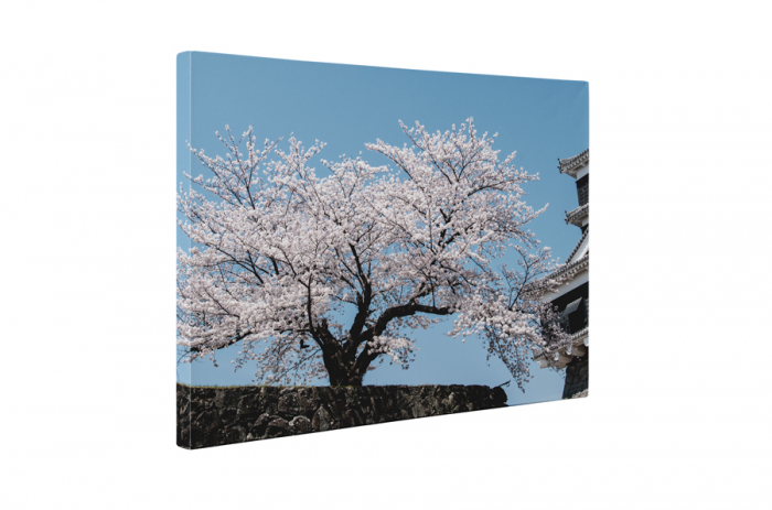 Tablou canvas : Cires japonez [5]
