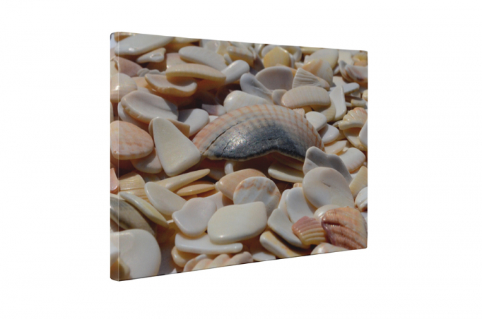 Tablou canvas : Bucati de scoici [5]
