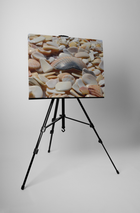 Tablou canvas : Bucati de scoici [3]