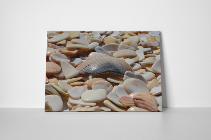Tablou canvas : Bucati de scoici [2]