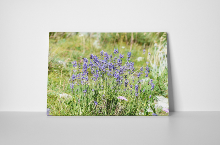 Tablou canvas : Flori de camp [2]