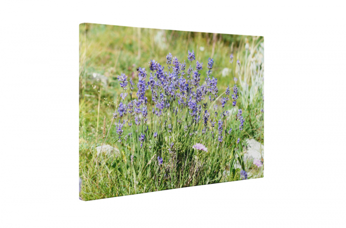 Tablou canvas : Flori de camp [5]