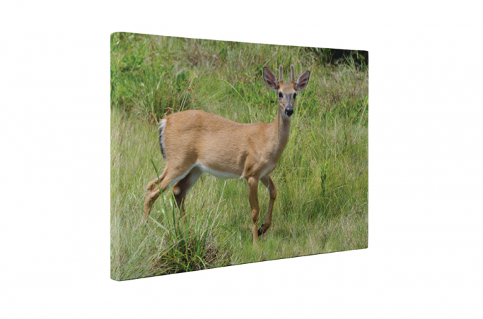 Tablou canvas : Caprioara [5]